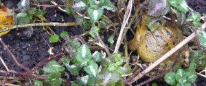 Frog Hiding under Lamium leaves, Feb 13th, 2015