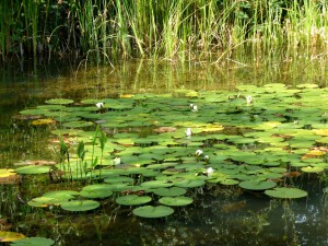GPk - Big Pond- lily pads