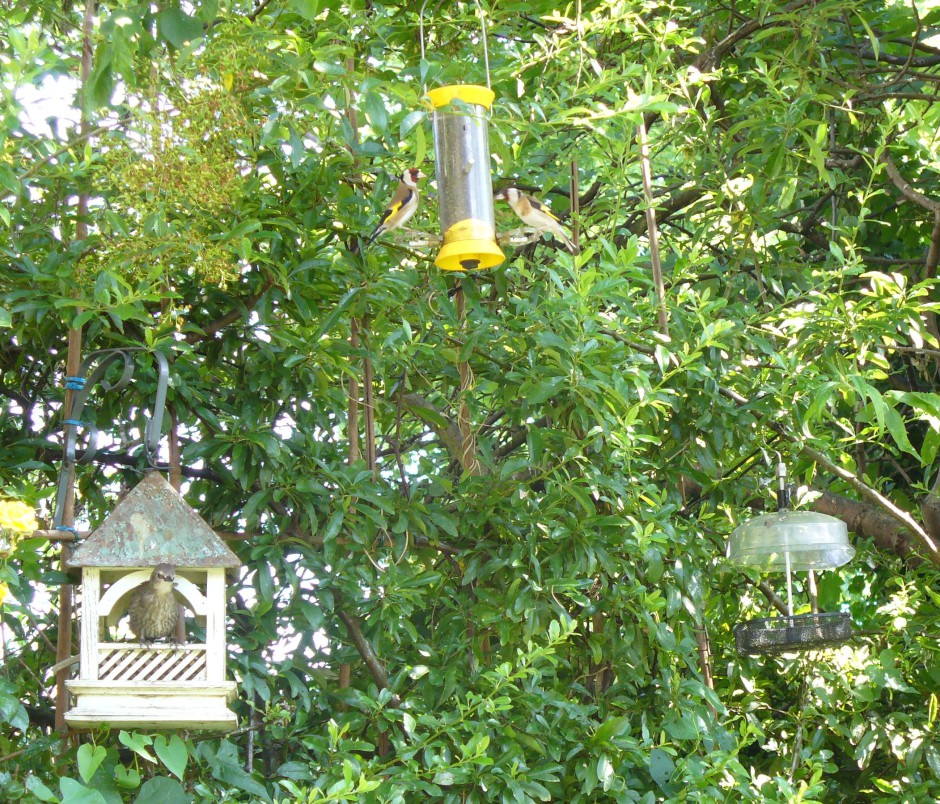 Goldfinch couple on yellow feeder, Starling fledgie in Bempton 29