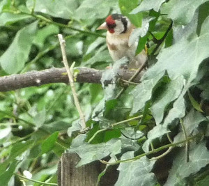 Goldfinch in Damson 