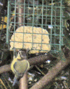 Great tit on treat block