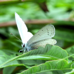 Holly Blue Butterfly on Sumac colour