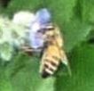 Honeybee on Alkanet closeup