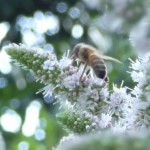 Honeybee on Applemint thumbnail