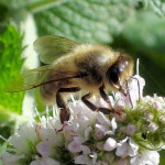 Honeybee on applemint