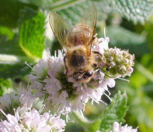 Honeybee on applermint flower