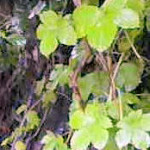 Hop leaves