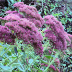 Ice plant (Sedum spectabile) crop