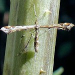 Plume Moth Amblyptilia acanthadactyla on Teasel stalk