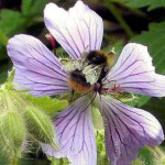 Row 6 No 4 - Bumblebee on Hardy Geranium