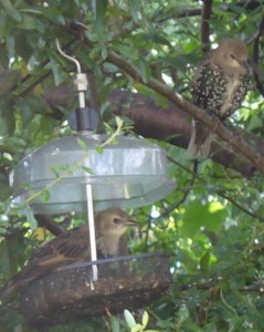 STARLING FLEDGIES