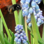 Spring Bee, Muscari 2 April 2016 P1050728