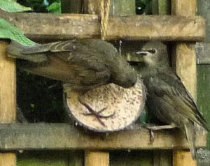 Starling fledgies on coconut shell