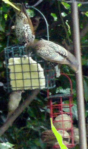 Starlings on suet feeders, late 2012