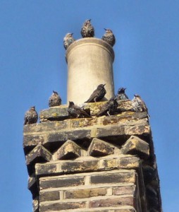 Starlings waiting for breakfast, July 31st 2015