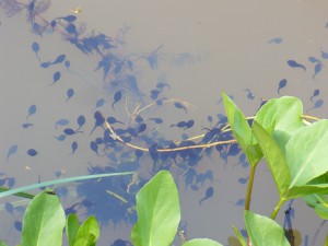 TADPOLES, gillespie pk big pond, spring 2014