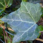 perfect ivy leaf close up