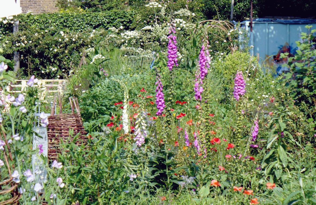 Peckham Wildlife Trust Foxgloves, Poppies and Sweet Peas on Hazel