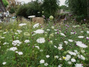 gillespie-park-wild-carrot-and-knapweed-front-gates-on-drayton-park-rd