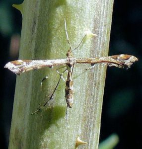 plume-moth-amblyptilia-acanthadactyla-on-teasel-stalkjuly-2014