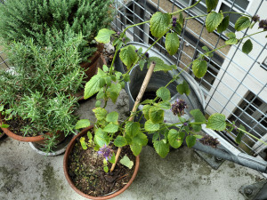 4. Mimi's Agastache Blackadder with herbs