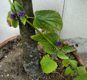 5. Mimi's Agastache Blackadder with Olive tree