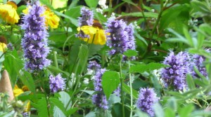 Best Agastache Blackadder