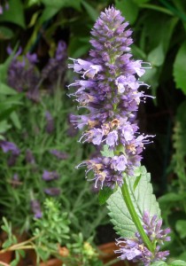 agastache blackadder