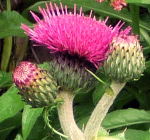 Cirsium rivulare for Bees faves page