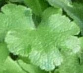 Hardy Geranium 'Philiippe Vapelle' single leaf