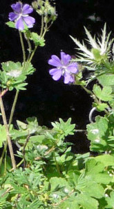 Hardy Geranium 'Philippe Vapelle', Eryngium