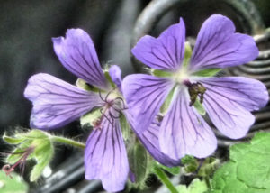 Hardy Geranium 'Philippe Vapelle' closeup 2016