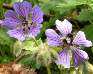 Hardy Geranium 'Philippe Vapelle' w Bumblebee June 2013