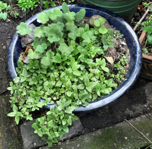 Hardy Geranium 'Philippe Vapelle' with Self heal