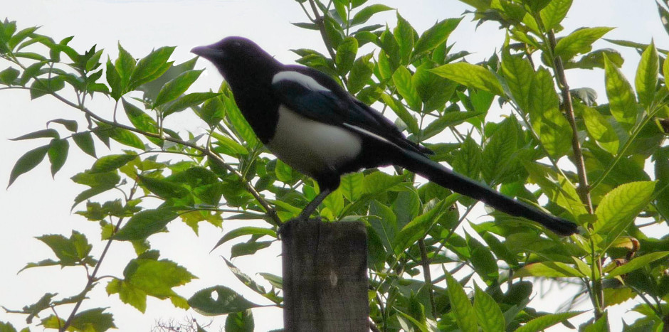 Magpie on post