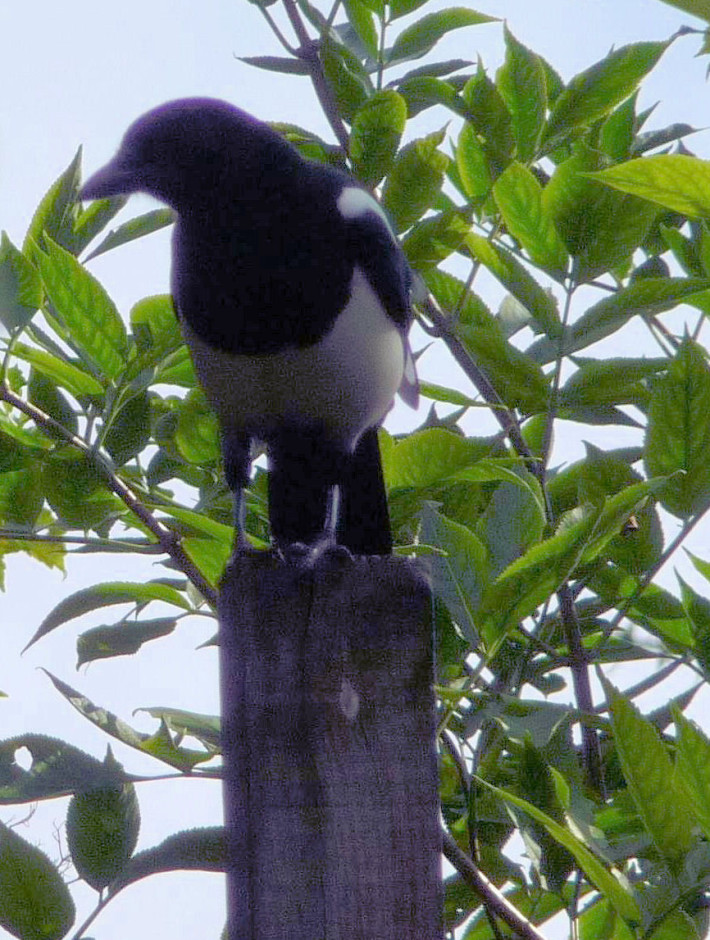 Magpie on post full frontal