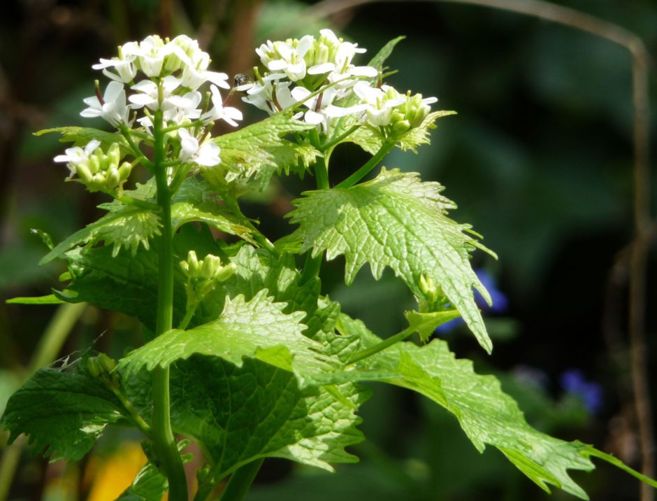 GARLIC MUSTARD (Alliaria petiolata) Highbury Wildlife GardenHighbury Wildlife Garden