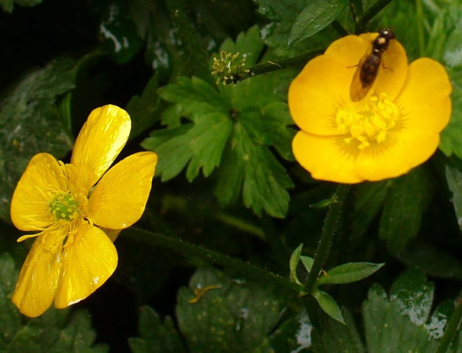 creeping buttercup flower species