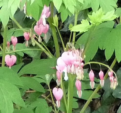 bleeding heart flower tattoo foot